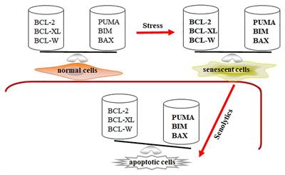 Senescent Cell Depletion Through Targeting BCL-Family Proteins and Mitochondria